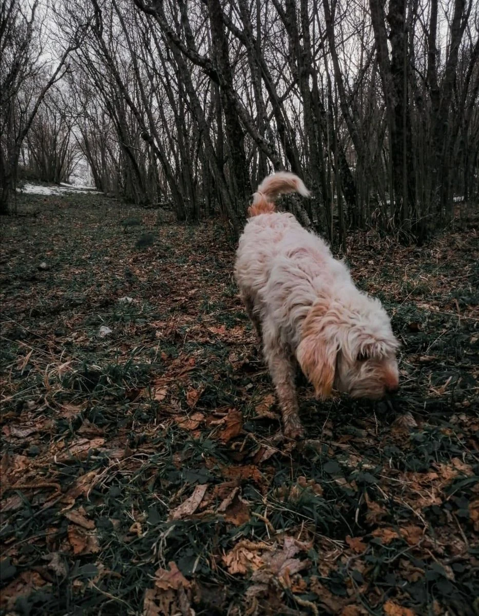 Cane da tartufo al lavoro tra le foglie del bosco