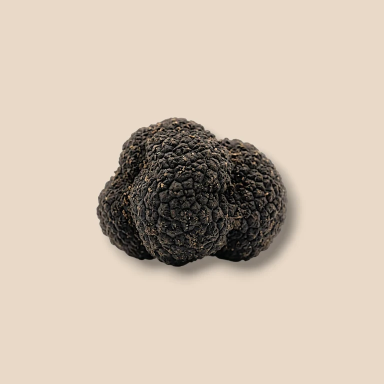 Tartufo mesentericum o fenico