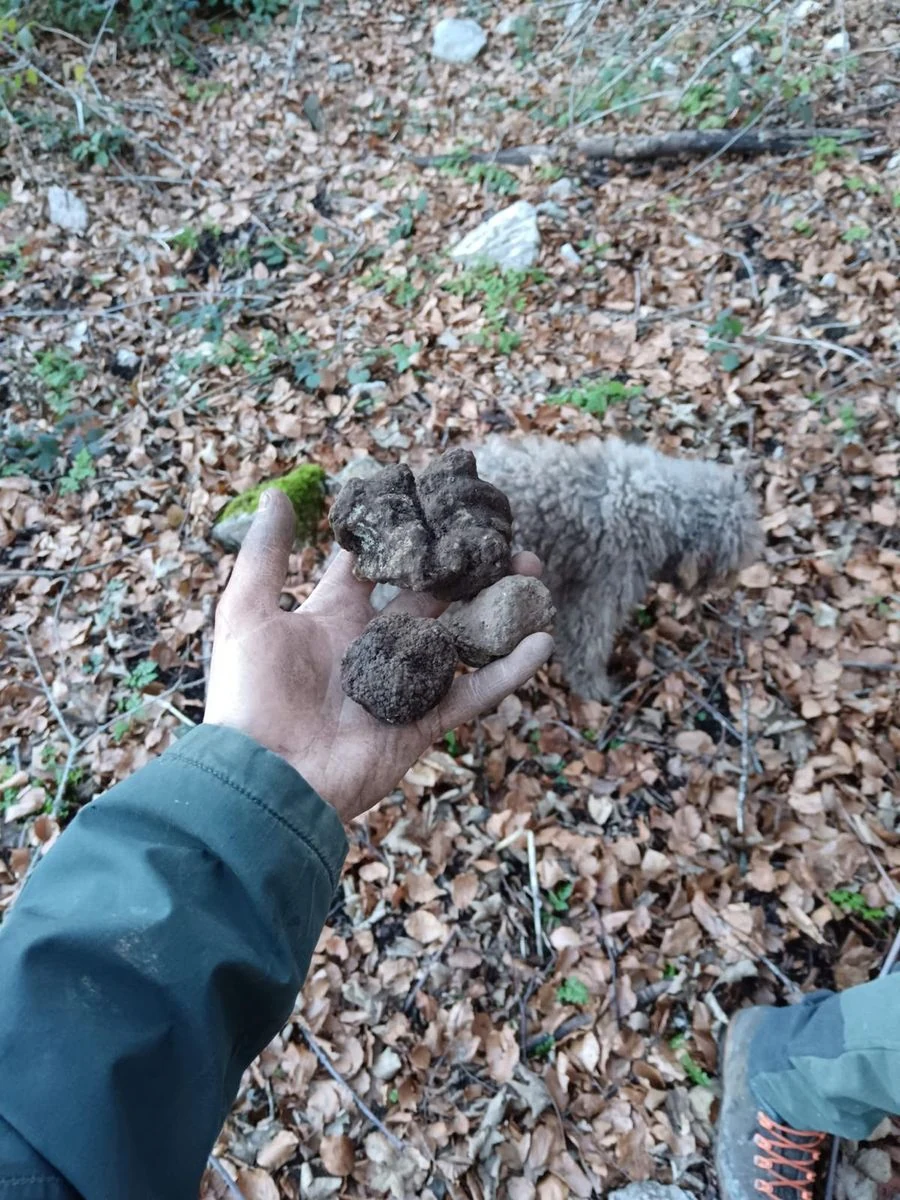 Tartufi neri appena raccolti nel bosco dei Nebrodi