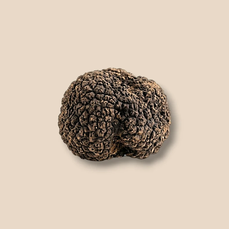 Tartufo scorzone estivo