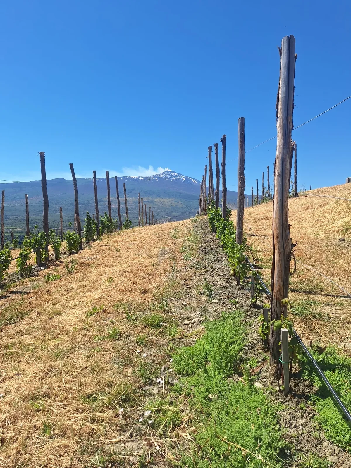 I campi di frutti di bosco Santani con l'Etna sullo sfondo